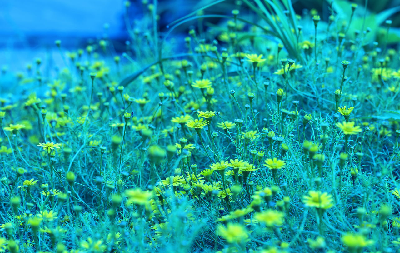 CLOSE-UP OF FRESH GREEN PLANT IN FIELD