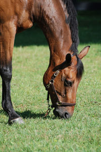 Grass field with a large bay horse grazing on a summer day.