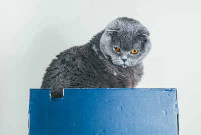 Close-up portrait of a cat