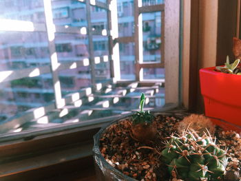 Close-up of potted plant on window sill