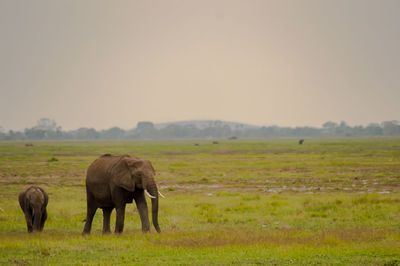 Elephant grazing on field against sky
