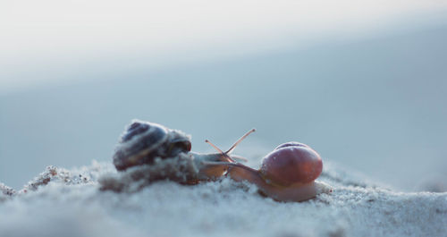 Close-up of insect