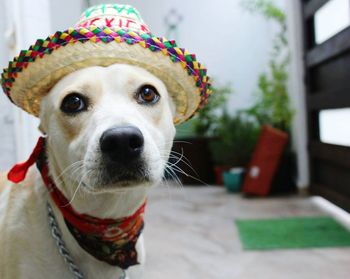 Close-up portrait of dog wearing hat