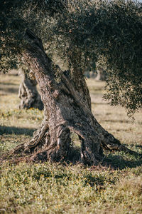 View of tree trunk on field