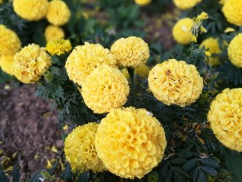 Close-up of yellow flowers blooming outdoors
