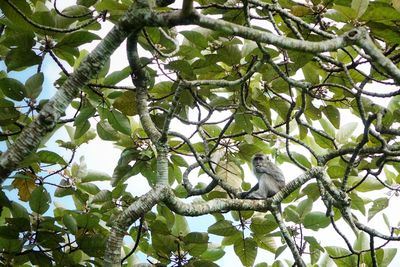 Low angle view of bird perching on tree