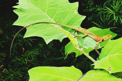 Close-up of insect on leaves