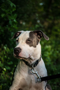 Close-up of a dog looking away