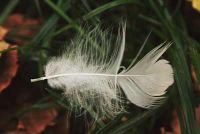 Close-up of feather on plant