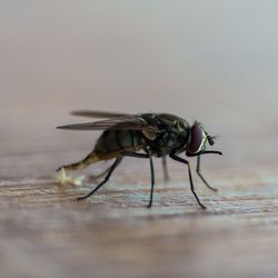 Close-up of insect