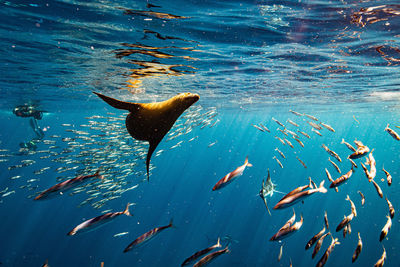 View of fish swimming undersea