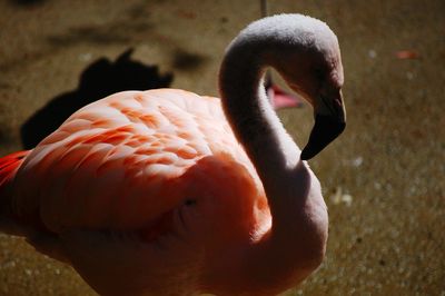 Close-up of flamingo at night