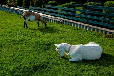 Sheep grazing on grass