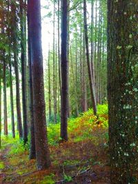 Trees in forest