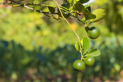 Close-up of berries growing on tree