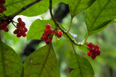 Close-up of red berries growing on tree