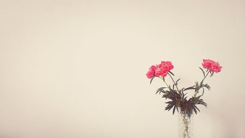 Close-up of pink flowers