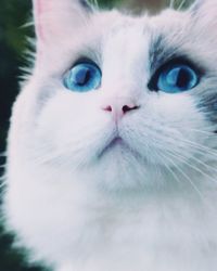 Close-up portrait of cat