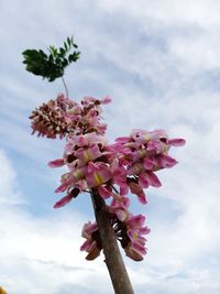 Low angle view of pink cherry blossoms against sky