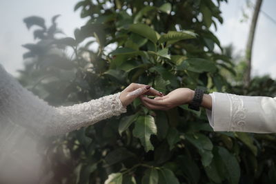 Cropped hand of person holding plant