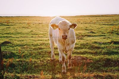 Cow standing in a field