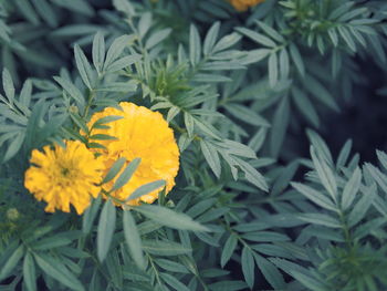 Close-up high angle view of yellow flowers