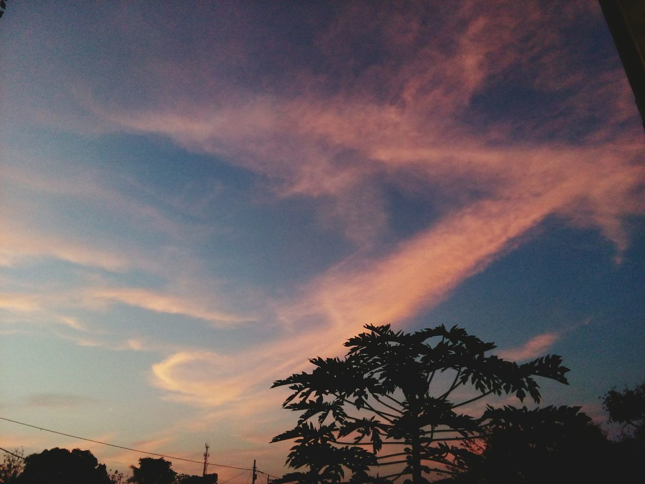 sky, tree, sunset, no people, nature, cloud - sky, low angle view, beauty in nature, growth, dramatic sky, silhouette, tranquility, outdoors, scenics, astronomy, day