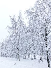 Bare trees on snow covered landscape