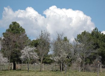 Trees against cloudy sky