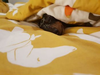 High angle view of a cat lying on bed