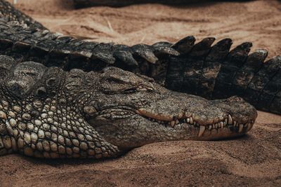 Close-up of crocodile