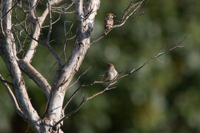 Low angle view of bird perching on tree