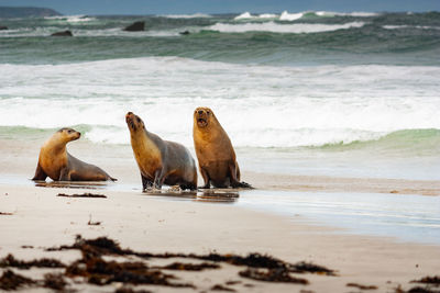 View of sheep on beach