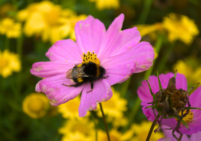 Close-up of bee pollinating on pink flower