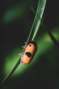 Close-up of ladybug on leaf