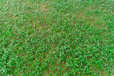 Full frame shot of green field