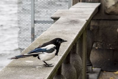 Close-up of bird perching on wall