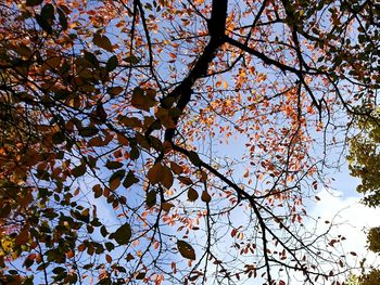 Low angle view of tree against sky