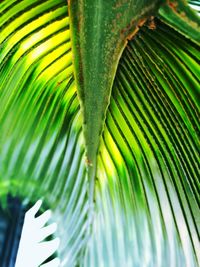 Close-up of palm tree leaves