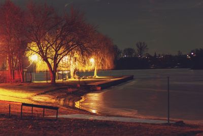 Illuminated bare trees at night