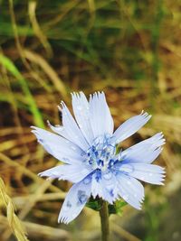 Close-up of white flower on field