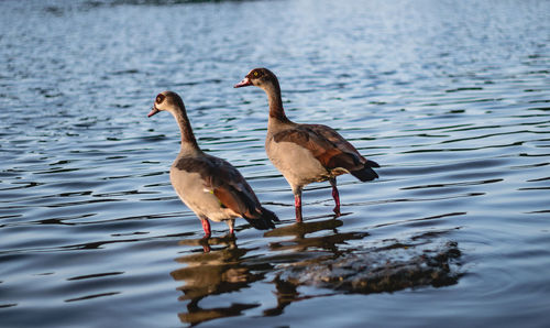 Birds on a lake