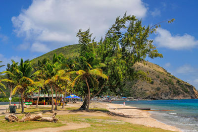 Trees on beach against sky