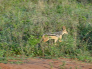 Blurred motion of a bird running on field