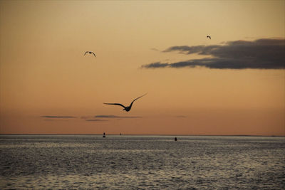 Seagulls flying over sea against sky during sunset