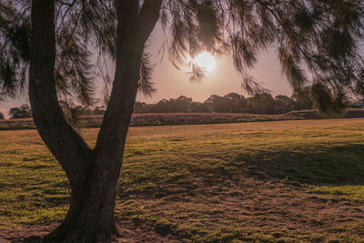 Trees on field against sky