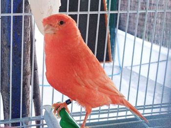 Close-up of parrot perching in cage