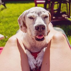 Close-up of dog relaxing in between legs