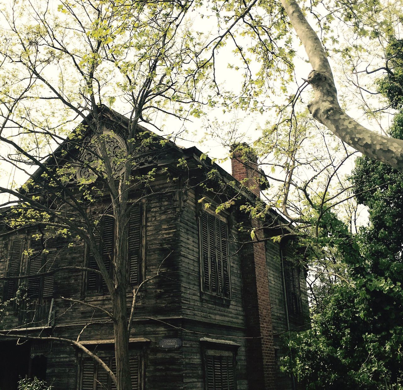 tree, low angle view, growth, built structure, building exterior, no people, architecture, day, outdoors, nature, sky, branch