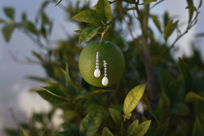 Close-up of fruit growing on plant